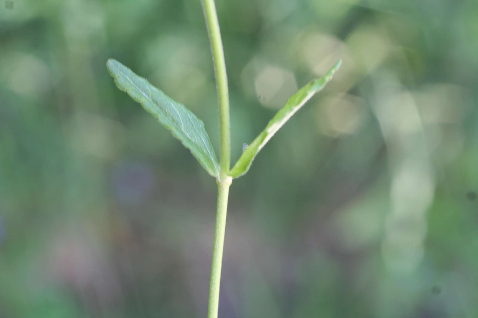 Plantaginaceae:Veronica sp.